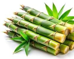 kho lạnh bảo quản măng